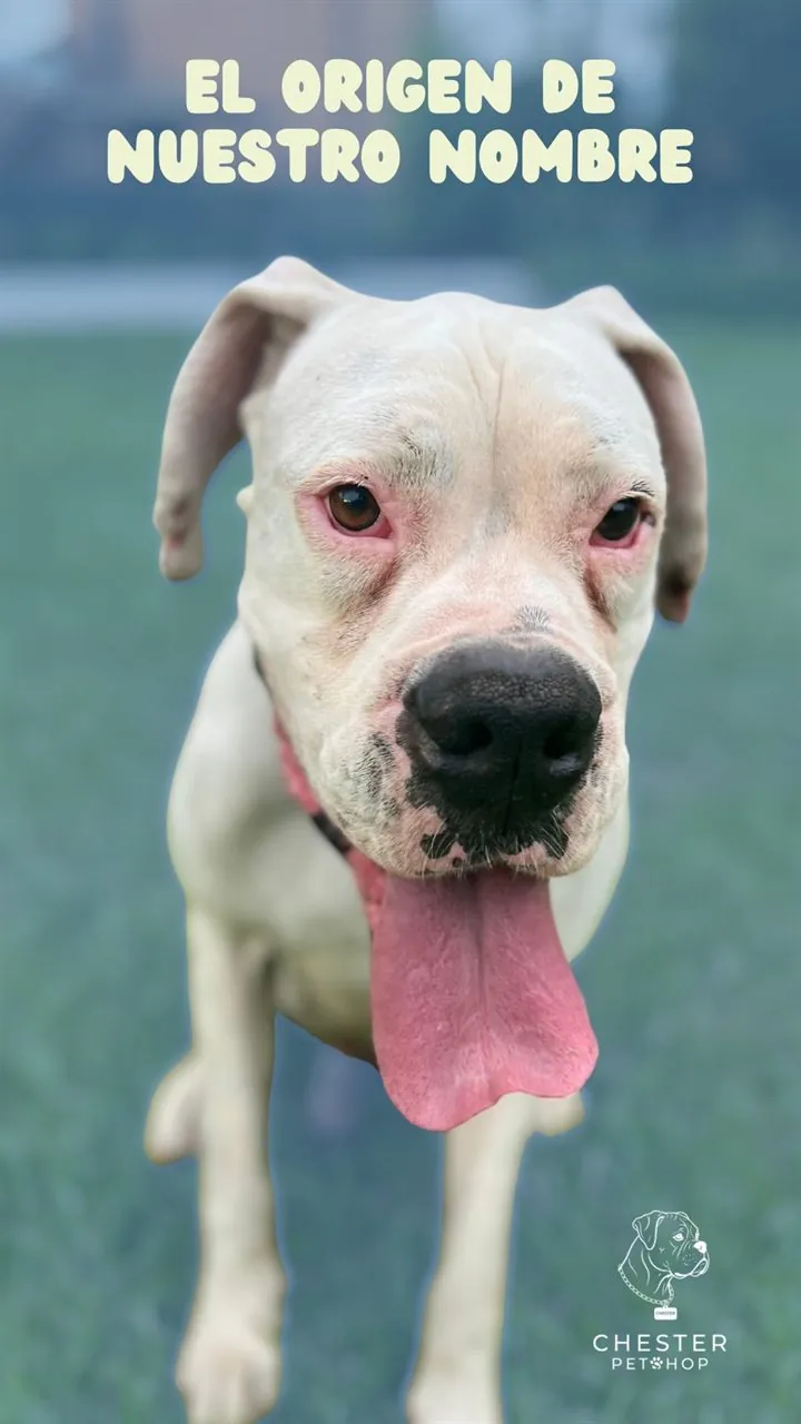 Chester, el bóxer blanco que le da nombre al pet shop, con la lengua afuera